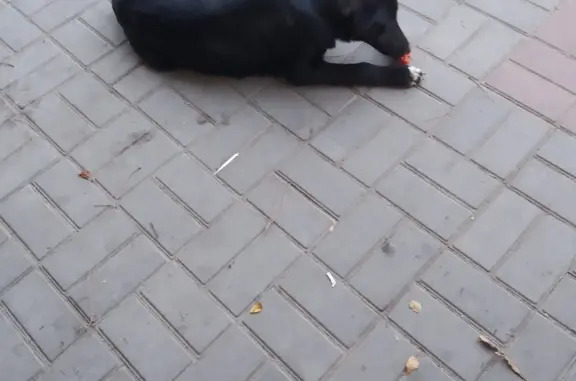 Пропала собака: черная, 5-6 мес., ул. Куйбышева, 10
