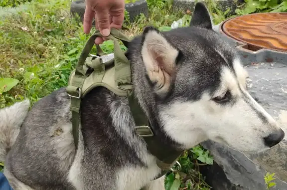 Найдена собака Хаски в Первомайском, Тульская обл.