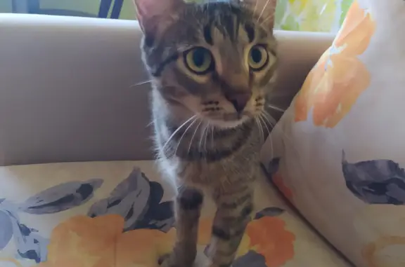 Ласковая домашняя кошка найдена на ул. Адоратского, 28, Казань