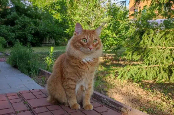 Кошки потеряшки, Октябрьский, фото: Потеряшка кошка Кот, Солнечная улица 6