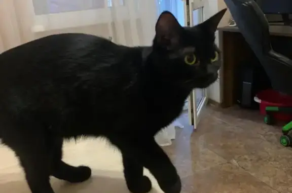 Пропала черная кошка с проплешиной, ул. Энгельса, 95