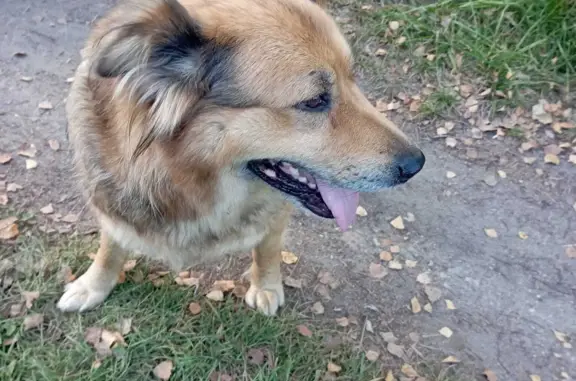 Найдена собака в Московской области, деревня Потаповское