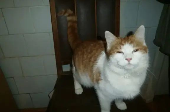 Пропала кошка: ул. Вяземского, 19, Брянск