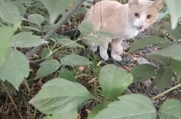 Потерянный кот на ул. Беринга, 10, Томск