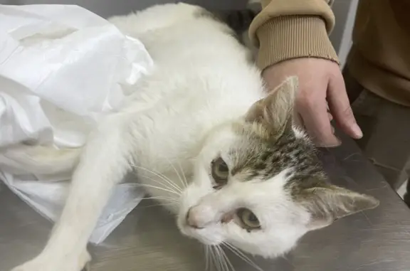 Найдена кошка с травмой в Тарусе, нужна помощь
