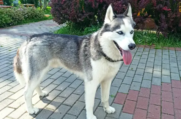 Пропала собака Хасан, 4 года, Ленинская ул.