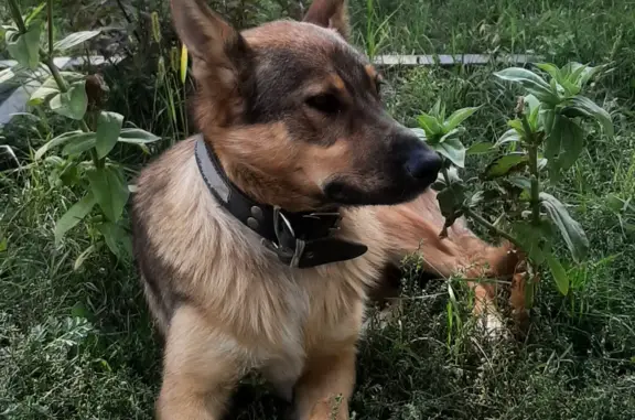 Найдена собака Кобель на ул. Тархова 5, Саратов