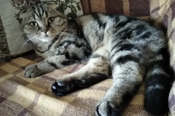 Найдена кошка, 5 лет, ул. Рокотова, Москва