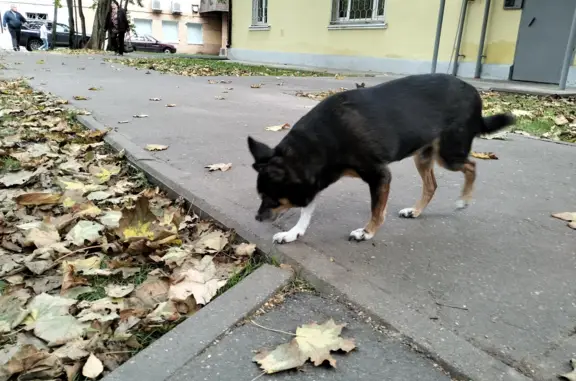 Потерянная собака в районе ул. Пушковых, Троицк