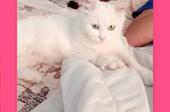 Найдена белая кошка на Жигулёвской, 36, Воронеж