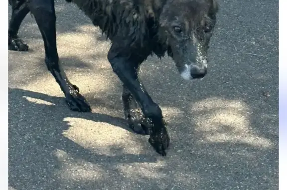 Найдена собака в мазуте, 18 сентября, парк 30 лет победа, Краснодар