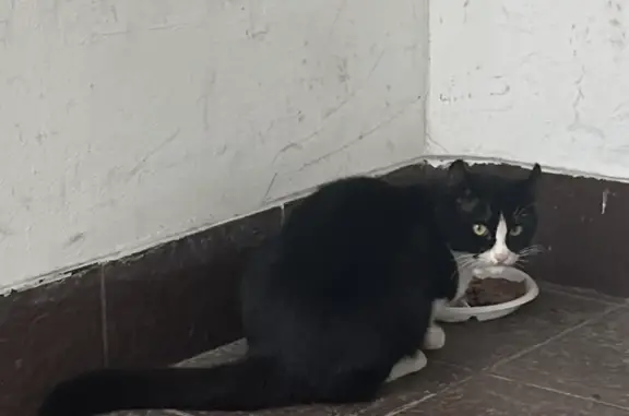 Найден кот в Митино, Пятницкое шоссе, 18