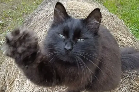 Пропала чёрная кошка в Перми, 16 сентября. Просьба помочь.