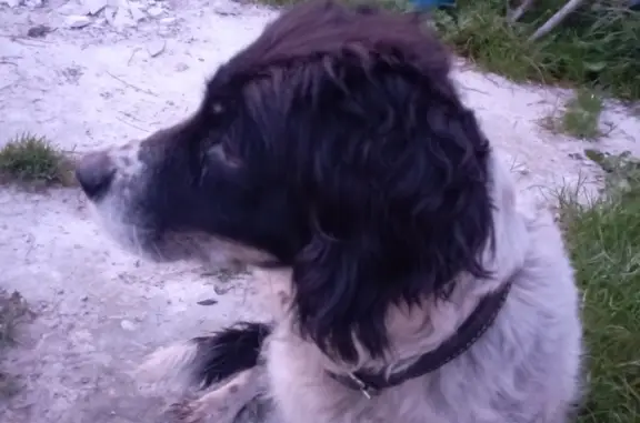 Собака найдена в Гороховце, нужны хозяева