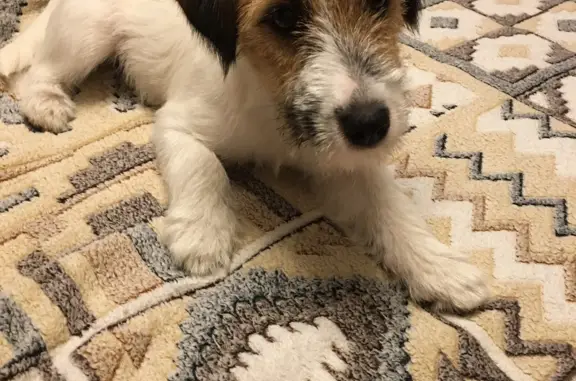 Собаки потеряшки, Санкт-Петербург, фото: Потеряшка щенок Джек Рассел Терьер, ул. Адмирала Черокова, 18к1, СПб