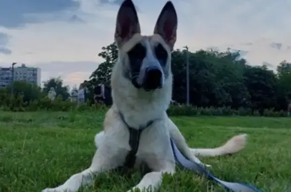 Пропала собака Метис бельгийской овчарки в Ботово, Черноголовского го
