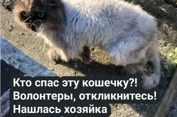 Пропала кошка, 18 лет. Ищем волонтеров. Московская область.