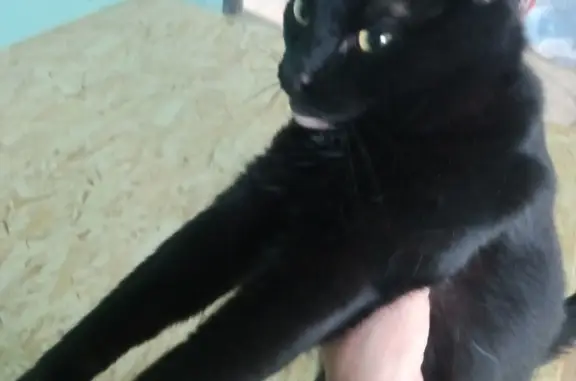 Пропал черный кот в Ханты-Мансийске