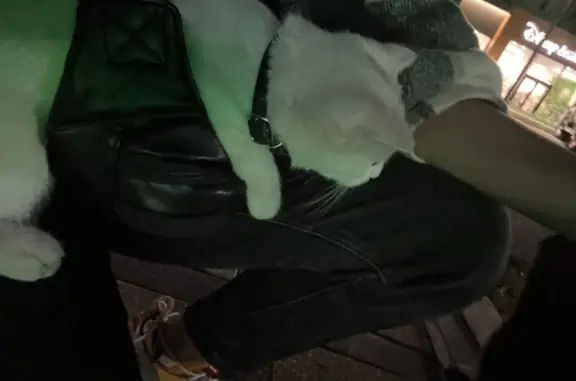 Найдена белая кошка с ошейником в Кировском парке, Махачкала