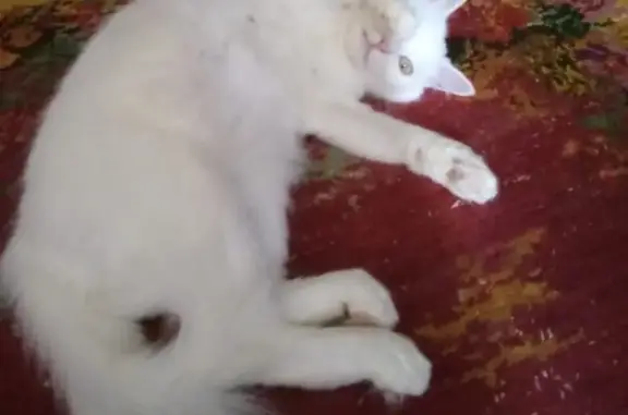 Пропала белая кошка на ул. Металлургов, 28