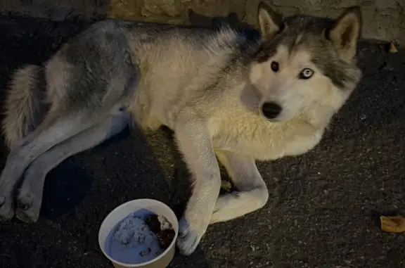 Потерянная собака на ул. Суворова, 20, Пенза