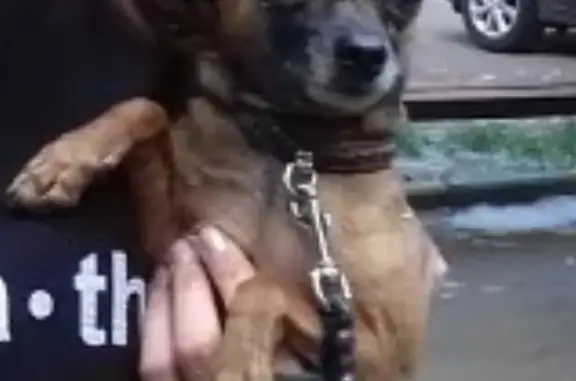 Пропала собака в Таганском районе Москвы, Нижегородская ул.