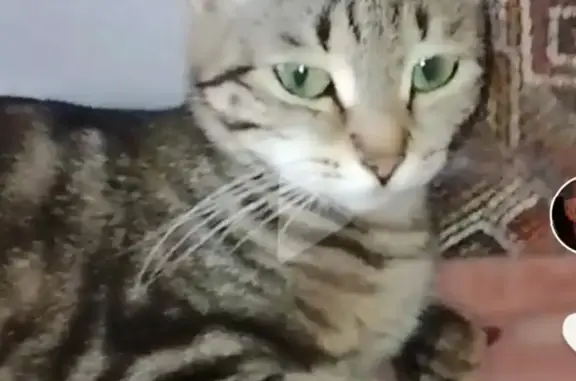 Пропала беременная кошка Муся в Ишиме, микрорайон Солнечная, Григорова 24