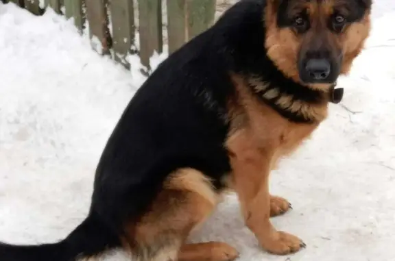 Пропала собака в Гатчине, Ленинградская область