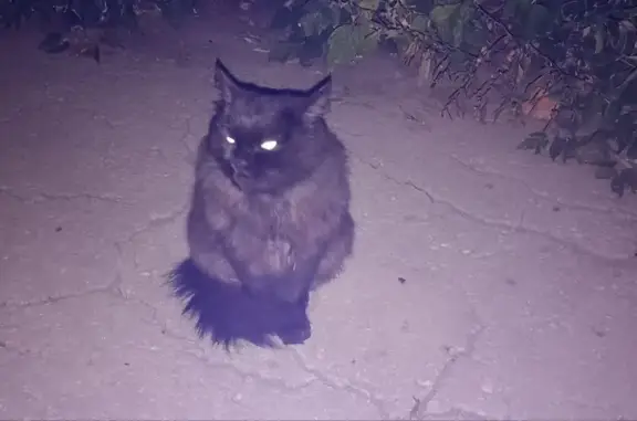 Найдена кошка, черная с манишкой, адрес: ул. Куйбышева, 21, Магнитогорск