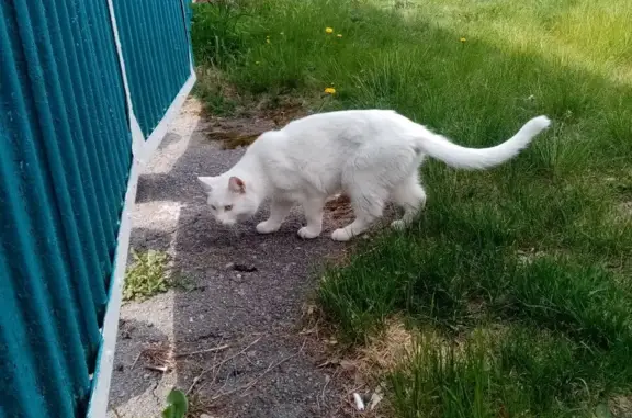 Пропал кот, белый, кастрирован. Парковый переулок, 22