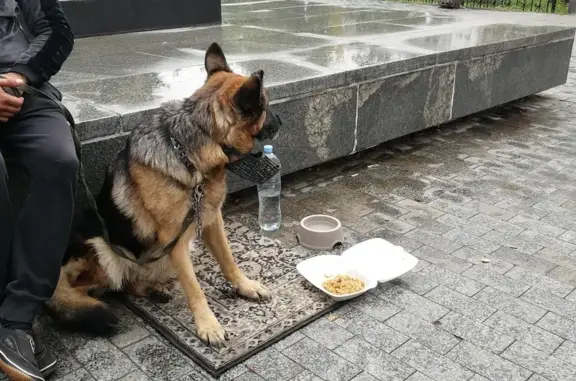 Найдена собака возле памятника Ленина, бульвар Энтузиастов, Москва