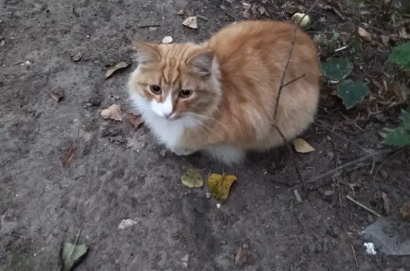 Найдена кошка без ошейника на ул. Пискунова, Н. Новгород