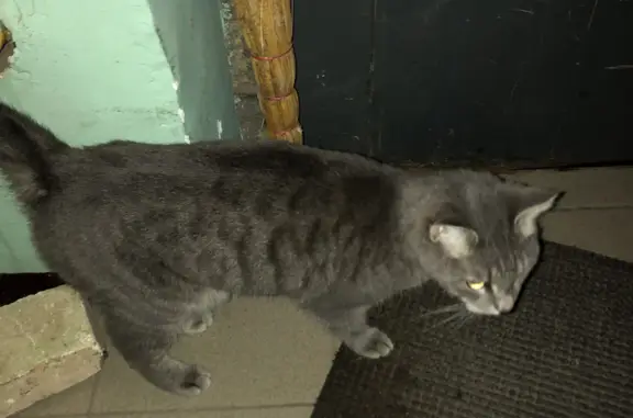 Найден контактный кот возрастом 1-1,5 года на Осенней улице, 5, Серпухов