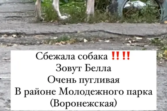 Пропала собака Белла в районе Воронежской улицы