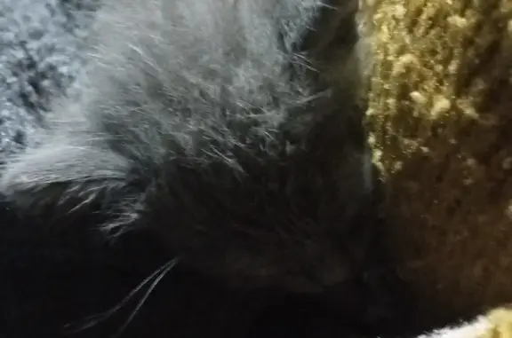 Найден серый котенок на Транзитной улице