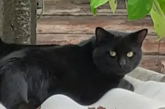 Найден ручной черный кот, Рождественское сельское поселение