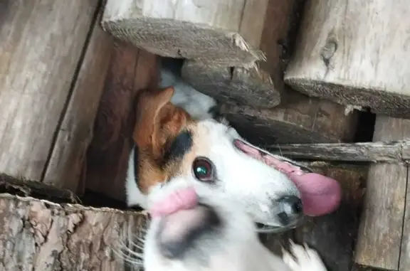 Собаки потеряшки, Сергиево-Посадский городской округ, фото: Потеряшкаи Джек Расселы в Московской области