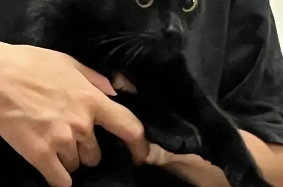 Пропал черный котенок с белым воротничком, Москва