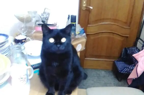 Пропала черная кошка на Крымской, 99, Анапа