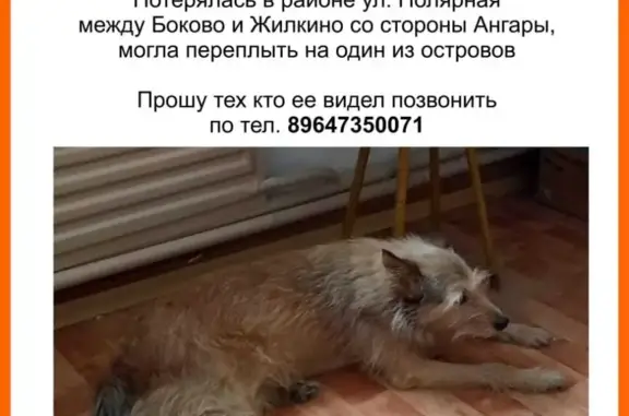 Пропала собака на ул. Желябова, Иркутск