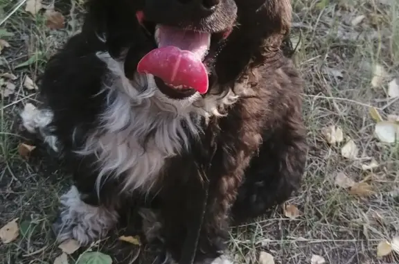Пропала собака Кабель на Коммунистической улице, Копейск