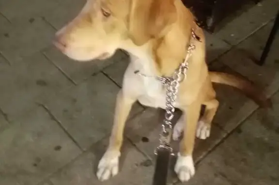 Пропала собака в районе Парка победы, Ставрополь