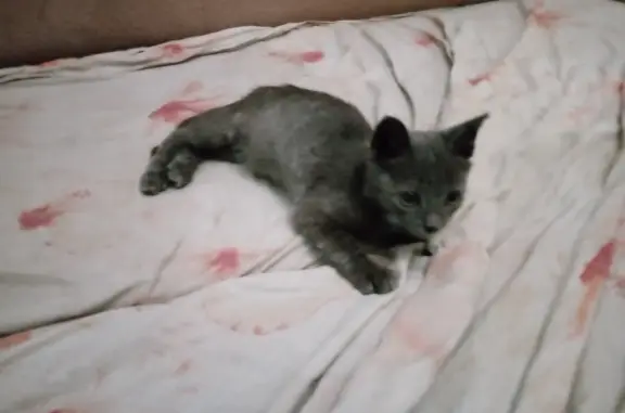 Найдена кошка на 1-й Ленинградской, Омск