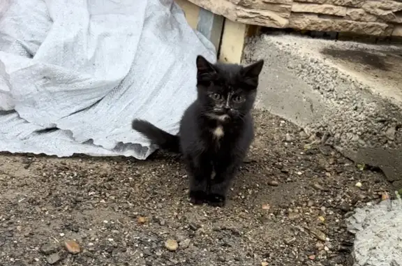 Пропала кошка в Кемеровской области