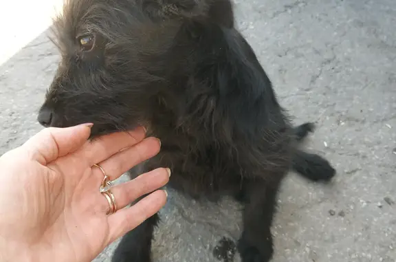 Найдена собака на Увекской ул., 122, Саратов