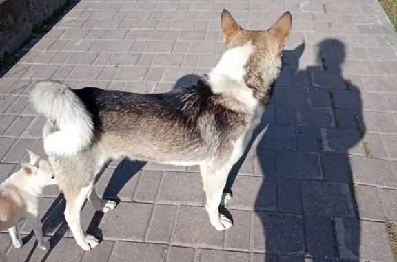 Найдена собака вокруг Мещерского озера, ул. Карла Маркса, Н. Новгород