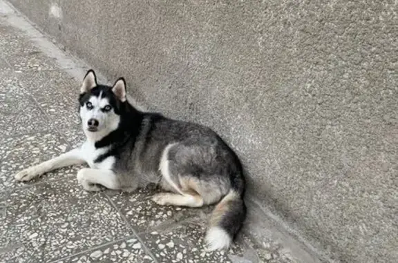 Найдена собака, Санкт-Петербург, фото: Собака без ошейника у проходной на ул. Свободы, 50