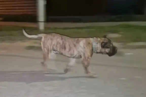 Пропала собака в районе Болота, Ижевск