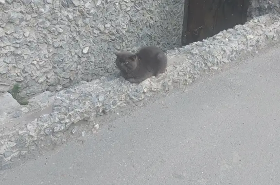 Найдена серая кошка на улице Ленина, Бердск