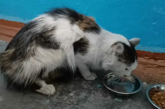 Найдена трехцветная кошка по ул. Калинина, 30, Кызыл